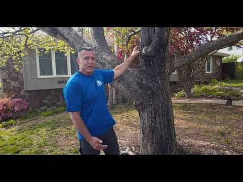 Red Maple | Cherokee Tree Care
