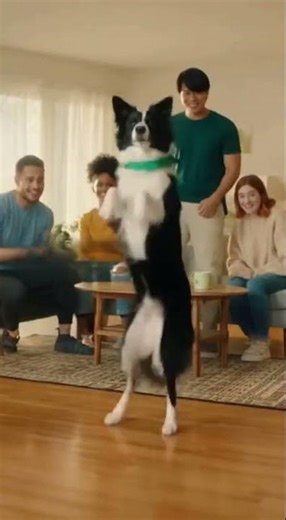 Dog Dancing with Owner & Friends Incredible Dog Dance Moves to Funky Beat!