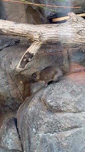 We spotted a rock hyrax pup trying to stand on its hind legs – it turns out, it’s easier to do that if you’re a meerkat! 😹 While standing on hind legs is tough for rock hyraxes, our four pups are still incredibly agile, showing off their #potatoparkour throughout their habitat. 🥔Stop by to see them in the African Savannah Building! #YourZooYYC | The Calgary Zoo