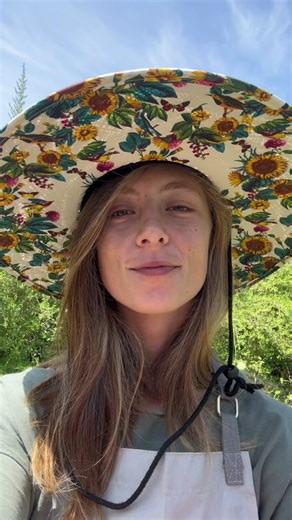 Harvesting #beetroot is like nature’s treasure hunt! #harvest #beetrootharvest #vegetableharvest #colorfulvegetables #beets #gardentok #planttok #vegetablegardening