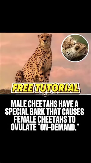 How to make a tutorial on