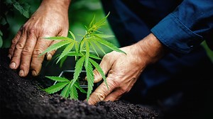 Pros and Cons of Hydroponics vs. Soil for Cannabis