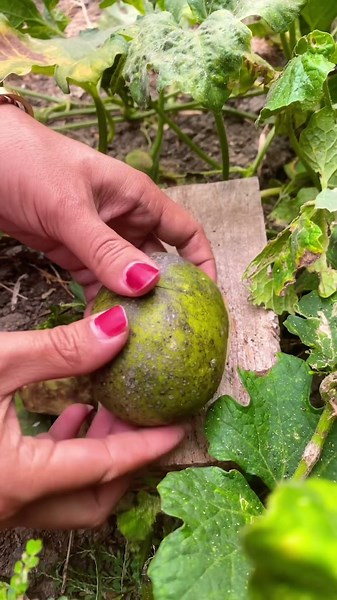 Buah Blacksapote #blacksapote