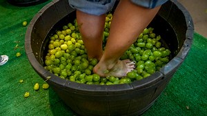 Grape-stomping is part of the fun at Newport Vineyards Harvest Festival