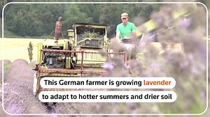 As summers get hotter and the soil gets drier, German farmer Matthias Tafelmeier has begun cultivating lavender, a lush purple shrub traditionally found in the Mediterranean | Reuters