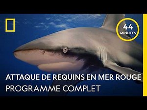 Shark Attack in the Red Sea | Full Program