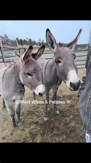 Wilma & Pebbles: The Social Burros Coming Soon!