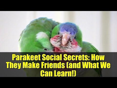 Parakeet Social Secrets: How They Make Friends (and What We Can Learn!)