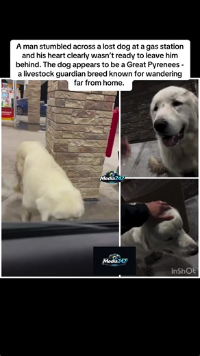 A man stumbled across a lost dog at a gas station and his heart clearly wasn’t ready to leave him behind. The dog appears to be a Great Pyrenees - a livestock guardian breed known for wandering far from home. #blog #blogger #fyp #fytiktok #tiktokviravideo