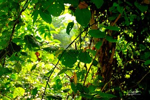 The spider in the image is a Giant Golden Orb-weaver. The female spiders are large with a body size of 30-50mm, and they have striking yellow and black markings on their bodies and legs.They are commonly found in primary and secondary forests and gardens across East and Southeast Asia and Oceania. | Bapi Roy Photography