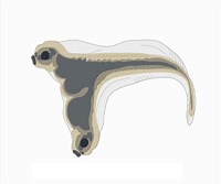 Transgenesis and Genetic Engineering of Model Organisms