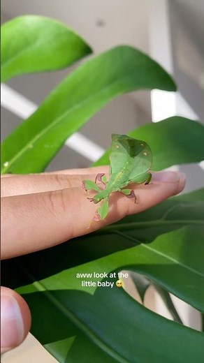 All the leaf insects are now full grown! 💚 • #leafinsect #insects #exoticpets #pets #viral #pets
