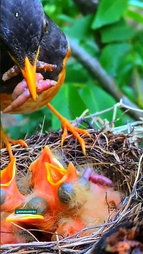 Mother bird feeding babies #birdlife