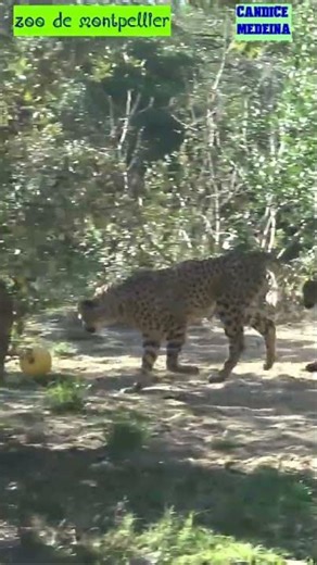 LE GUEPARD COURT, sa balle bien serrée dans ses crocs ❤️🐆