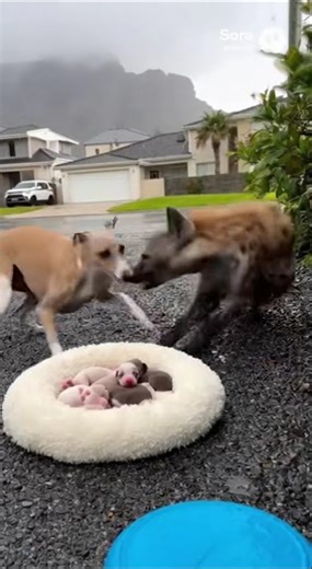 Whippet Mother Faces Hyena To Save Her Puppies Heroic Moment Caught On Camera🐕💪#shorts #dog #doghero