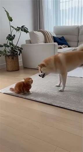 Dog vs Cat: The Most Bizarre Behaviors Ever! #viral #shorts