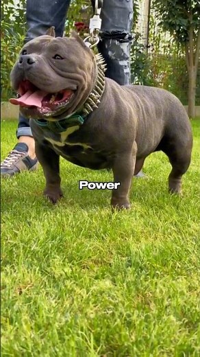 Pitbull Power — The Athletic Beast Few Dogs Can Match