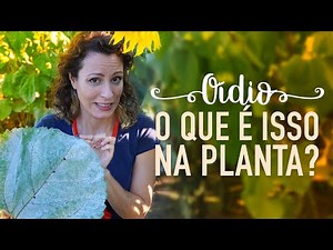 How to treat WHITE FUNGUS on PLANTS