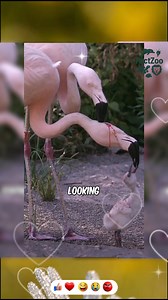 Do Flamingos Feed Blood To Its Baby #facts #animals #wildlife | FactZoo
