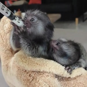 37 reactions · 8 comments | Charming marmoset monkeys for sale Males and females available now, has been vaccinated, they are home raised and very friendly/playful | Pygmy marmoset | Facebook