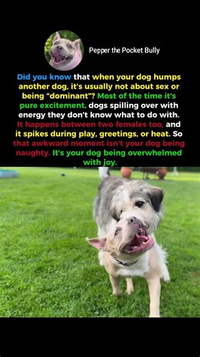 Why Dogs Hump (It’s Not What You Think)😅 #shorts