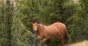 L'incroyable histoire de Pete le zorse, animal né d'un croisement entre un cheval et un zèbre