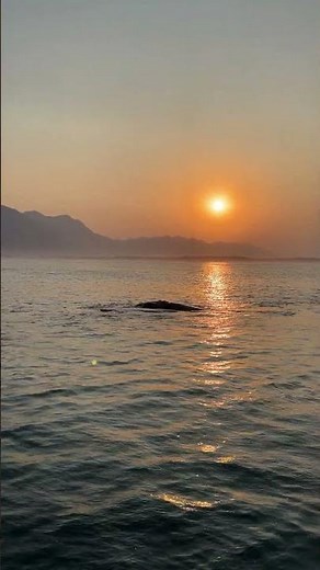Whale Watching in Hermanus | Up Close with Southern Right Whales