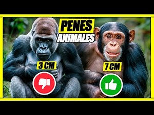 El TAMAÑO del PENE SI IMPORTA en la naturaleza 🤯