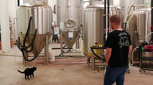 21K views · 861 reactions | BARCS has a 'working cat' program...