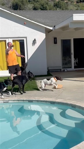 DOGEX: play ball with the pack! #dogball #dogsplaying #doggame #dogs #dogsocialization