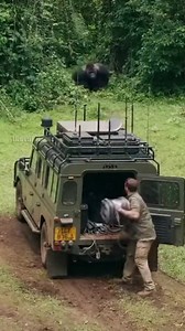 Watch as a massive silverback gorilla defends its territory by charging a researcher and tearing into their vehicle in this intense jungle encounter. #gorilla #wildlife #jungle #attack | Team Stories