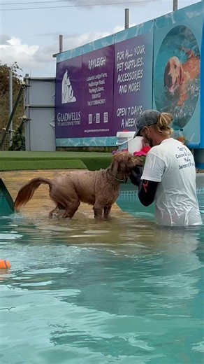 6.5K views · 296 reactions | Australian labradoodle Henry’s first swim was a resounding success  | Canine Dip and Dive Maldon | Facebook