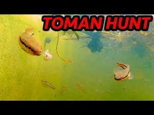 Hungry Baby Giant Snakehead Hunting & Eating Live Fish (Underwater Footage)