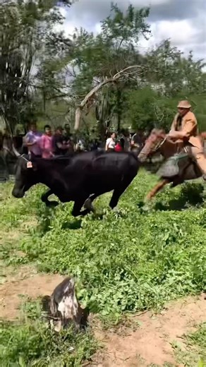 CAVALO CASTANHO BOTOU PEGADO DURANTE A INVERNADA NO PERNAMBUCO #pegadeboi #cavalo #vaqueiro