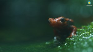 6.2K views · 261 reactions | 年 What’s in a name? The emperor newt’s...