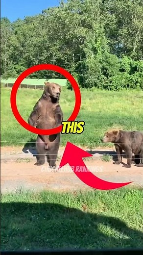 Top 3 Funniest Animal Moments (Bear)