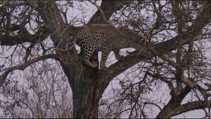 Watch as this Leopard gracefully climbs about in a tree in Kruger National Park, South Africa. #wildlife #nature #animal #safari #amazing | Wildest Kruger Sightings