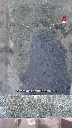 Mysterious catfish cluster in Canberra Street canal explained