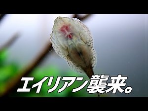 エイリアンみたいなやつを30㎝キューブ水槽に入れました。#207【アクアリウム】