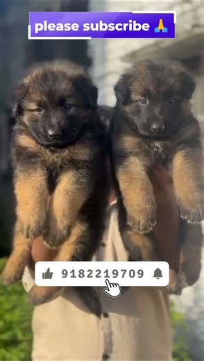 ❤️‍🔥top Quality Long Coat German Shepherd Puppies😍 Double Bone&Super Active & Cute🐶💥#puppiesforsale