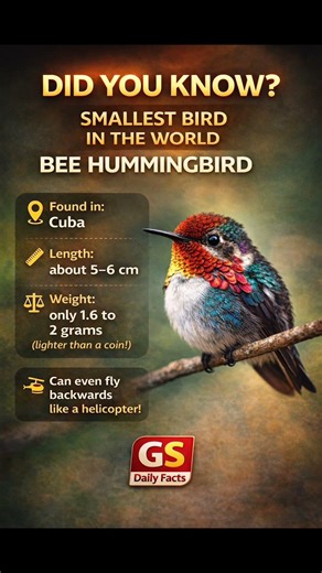 World’s Smallest Bird 😱 | Bee Hummingbird Facts 🐦 | GS Daily Facts