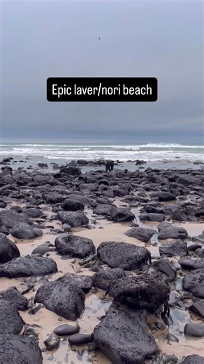 Harvesting winter laver (Porphyra linearis) in a very cold wind on one of Galloway’s incredible laver beaches - miles of thick, black gold! We were joined on the beach by some commercial laver harvesters. Commercial harvesting of wild foods can be a bit triggering for some folk. I understand why, but personally have no objection to it provided it is done appropriately - right species, right location, right harvesting techniques and attitudes. I’ve spoken to a few of these laver lads down the yea