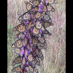 903K views · 42K reactions | "Ci sono due modi di vivere la vita: Uno è pensare che niente è un miracolo. L'altro è pensare che ogni cosa è un miracolo. Albert Einstein " https://aiconfinidellanima.com/ https://www.dimoradegliangeli.com/ | Dialogo ai confini dell'Anima | Facebook