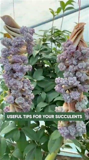 Beginner Succulent Plants: How to Propagate Succulents | 다육이 | 多肉植物