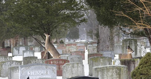 Ministry of Natural Resources searching for hunter after deer found dead in Toronto cemetery