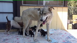 Malachi and Widgie love their baby time. Watch how Mal goes to lie down and a foster puppy comes underneath him. As soon as he feels the pup he lets it wiggle out unharmed. He has the whole yard to be in but he chooses to be as close to them as possible and they love him, and Widgie too. Keep in mind that we supervise very carefully and also respect our mama dogs needs. Some mama's would not be comfortable with other dogs around their pups but Amelia has learned that she and her babies are safe 