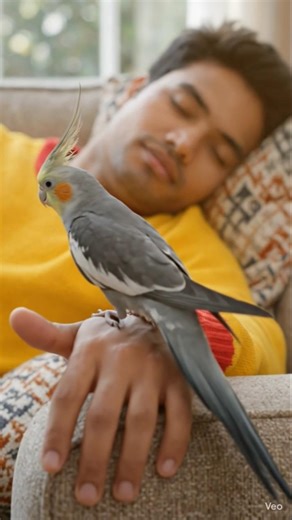 Cockatiel Parrots Loves Unconditionally #trending #shorts