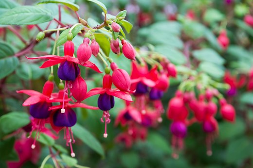How To Grow And Care For Fuchsia For Show-Stopping Blooms