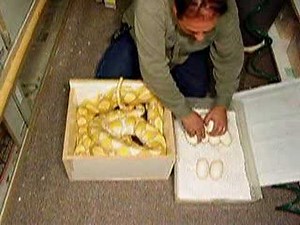 First Prehistoric Pets Lavender Reticulated Python Clutch