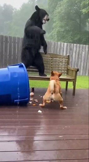 Dog and Bear Conflict During Storm